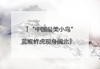 “中国最美小鸟”蓝喉蜂虎现身闽北