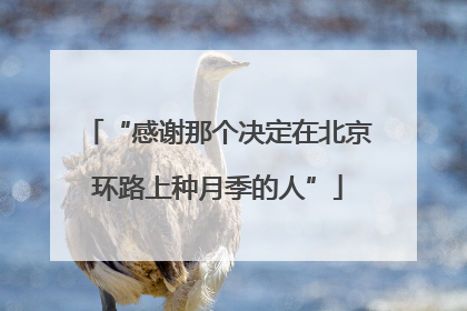 “感谢那个决定在北京环路上种月季的人”