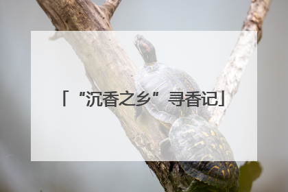 “沉香之乡”寻香记