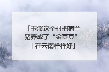玉溪这个村把荷兰猪养成了“金豆豆”｜在云南样样好
