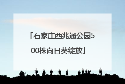 石家庄西兆通公园500株向日葵绽放