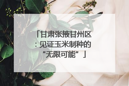 甘肃张掖甘州区：见证玉米制种的“无限可能”
