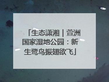 生态潇湘｜萱洲国家湿地公园：新生鹭鸟振翅欲飞