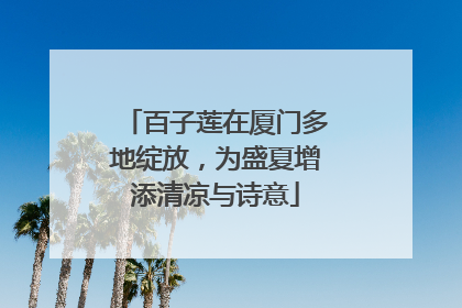 百子莲在厦门多地绽放，为盛夏增添清凉与诗意