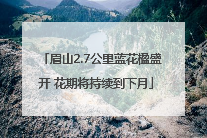 眉山2.7公里蓝花楹盛开 花期将持续到下月