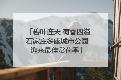 碧叶连天 荷香四溢 石家庄多座城市公园迎来最佳赏荷季