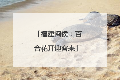 福建闽侯：百合花开迎客来