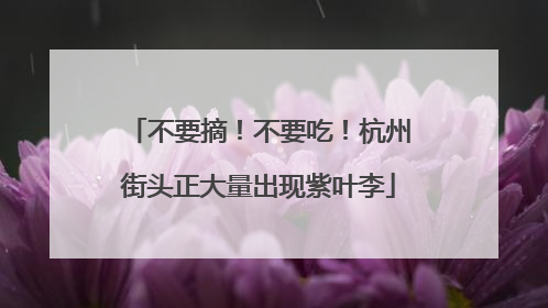 不要摘！不要吃！杭州街头正大量出现紫叶李