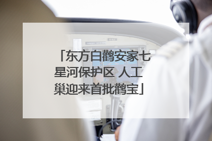 东方白鹳安家七星河保护区 人工巢迎来首批鹳宝