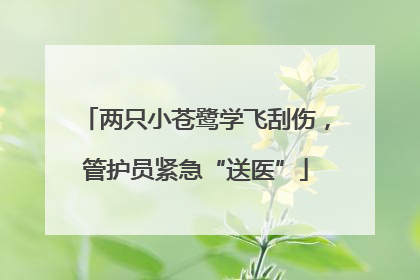两只小苍鹭学飞刮伤，管护员紧急“送医”