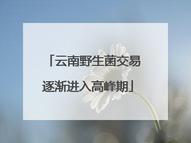 云南野生菌交易逐渐进入高峰期