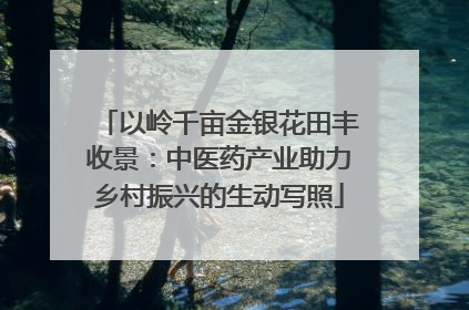以岭千亩金银花田丰收景：中医药产业助力乡村振兴的生动写照