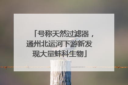号称天然过滤器，通州北运河下游新发现大量蚌科生物