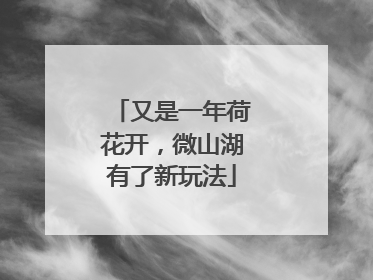 又是一年荷花开，微山湖有了新玩法