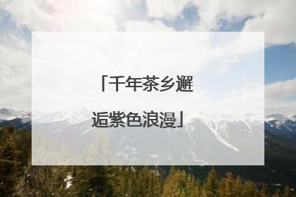 千年茶乡邂逅紫色浪漫