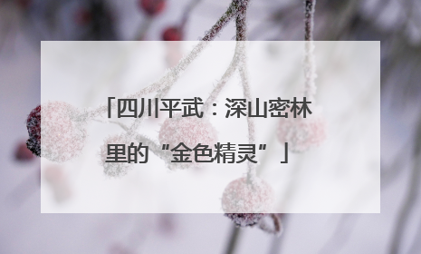 四川平武：深山密林里的“金色精灵”