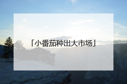小番茄种出大市场