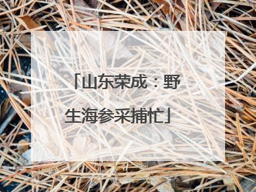 山东荣成：野生海参采捕忙