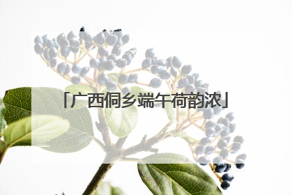 广西侗乡端午荷韵浓
