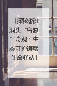 探秘浙江洞头“鸟浪”奇观：生态守护铸就生命驿站