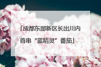 成都东部新区长出川内首串“蓝精灵”番茄