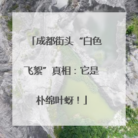 成都街头“白色飞絮”真相：它是朴绵叶蚜！