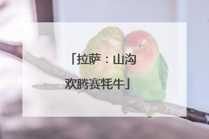 拉萨：山沟欢腾赛牦牛