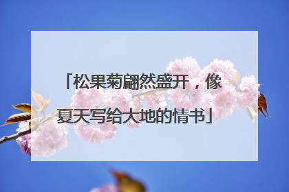 松果菊翩然盛开，像夏天写给大地的情书