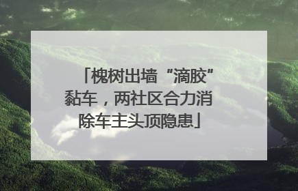 槐树出墙“滴胶”黏车，两社区合力消除车主头顶隐患