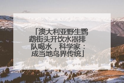 澳大利亚野生鹦鹉街头开饮水器排队喝水，科学家：成当地鸟界传统