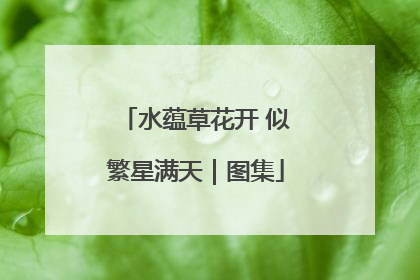 水蕴草花开 似繁星满天｜图集