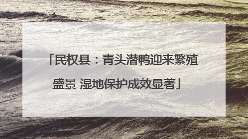 民权县：青头潜鸭迎来繁殖盛景 湿地保护成效显著