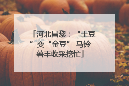 河北昌黎：“土豆”变“金豆” 马铃薯丰收采挖忙