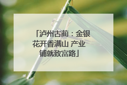 泸州古蔺：金银花开香满山 产业铺就致富路