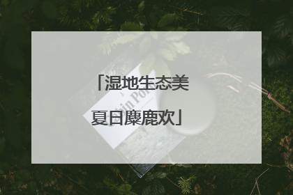 湿地生态美 夏日麋鹿欢