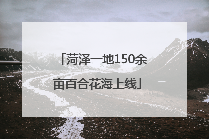 菏泽一地150余亩百合花海上线