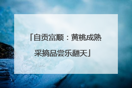 自贡富顺：黄桃成熟 采摘品尝乐翻天