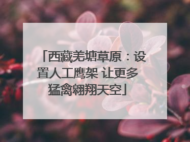 西藏羌塘草原：设置人工鹰架 让更多猛禽翱翔天空