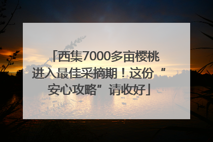 西集7000多亩樱桃进入最佳采摘期！这份“安心攻略”请收好