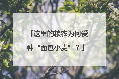 这里的粮农为何爱种“面包小麦”？