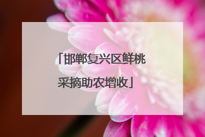 邯郸复兴区鲜桃采摘助农增收