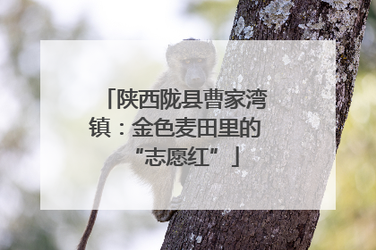 陕西陇县曹家湾镇：金色麦田里的“志愿红”