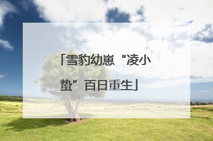 雪豹幼崽“凌小蛰”百日重生